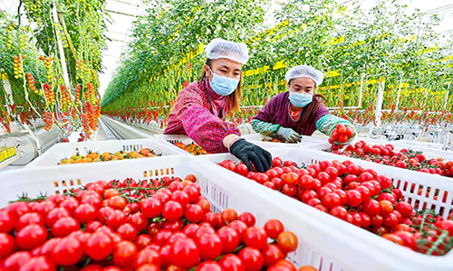 Advanced Glass Greenhouse for Efficient Cultivation