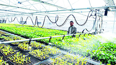Seedling Raising System