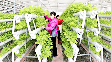 Soilless Culture Racks